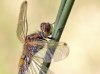 Leucorrhinia rubicunda female