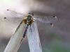 Leucorrhinia albifrons - female