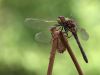 Leucorrhinia albifrons - female - immature