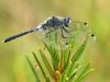 Leucorrhinia albifrons - male - adult