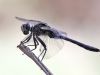 Leucorrhinia albifrons - male