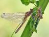 Leucorrhinia albifrons - female - mit Exuvie