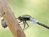 Leucorrhinia caudalis - male - immature with Exuvie
