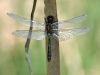 Leucorrhinia caudalis - male - immature