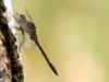 Leucorrhinia dubia, male mature - Libelle des Jahres 2014