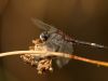 Leucorrhinia pectoralis - male 1