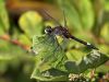 Leucorrhinia pectoralis - male 2