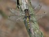 Leucorrhinia pectoralis - male - immature