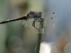 Leucorrhinia pectoralis - male