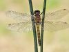Leucorrhinia rubicunda female