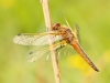 Libellula fulva - teneral male_IMG_0481