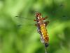 Libellula depressa - female