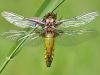 Libellula depressa female