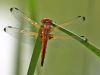 Libellula fulva - female - juvenile