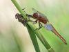 Libellula fulva - female