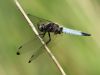 Libellula fulva - male