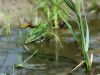 Libellula depressa - female lay eggs in the fly