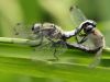 Libellula fulva - kopula _img_