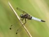 Libellula fulva - male adult