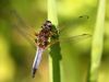 Libellula fulva - male