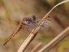 Feuerlibelle - Crocothemis erythraea