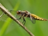 Libellula depressa - Plattbauch - Segellibelle - Libellulidae - Großlibelle - Anisoptera