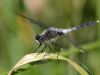 Leucorrhinia albifrons - adult male