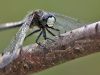 Leucorrhinia pectoralis - white nose