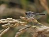 Leucorrhinia albifrons - female - adult