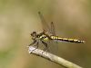 Sympetrum danae - weiblich