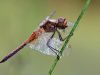 Sympetrum flaveolum - male, early in the morning