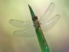 Sympetrum sanguineum-immature