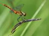Sympetrum sanguineum-m-obelisk