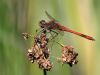 Sympetrum vulgatum - adult male