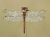 Sympetrum vulgatum
