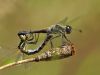 Sympetrum danae - kopula
