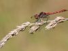 Sympetrum striolatum - male adult