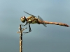 Sympetrum vulgatum - male _IMG_31