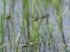 Sympetrum striolatum, Eiablage im Tandemflugg_11