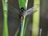 Leucorrhinia caudalis female