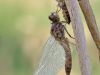 Leucorrhinia caudalis - male - immature
