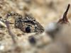 Aelurillus v-insignitus_img