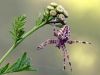 Araneus diadematus