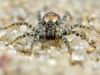 Arctosa perita_img_3185