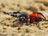 Eresus kollari - male - Röhrenspinne dorsal