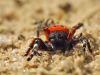 Eresus kollari - male - Röhrenspinne frontal