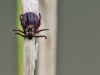 Dermacentor reticulatus female - Ixodida - Zecke - img_7083