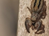 Marpissa radiata_img_0661