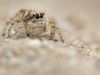 Yllenus arenarius - female _img_217