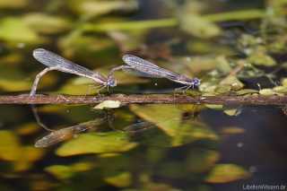 Sympecma fusca